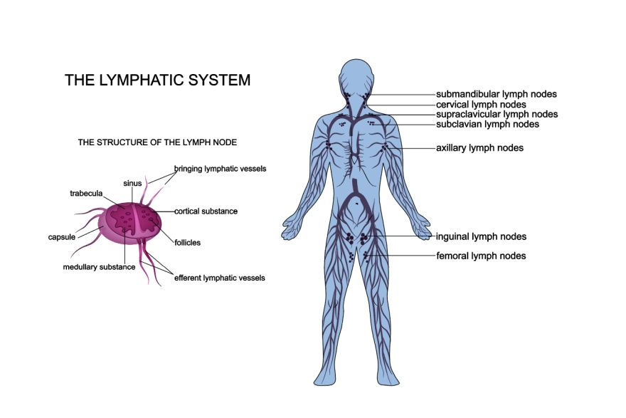 Supporting the lymphatic system for health and wellbeing